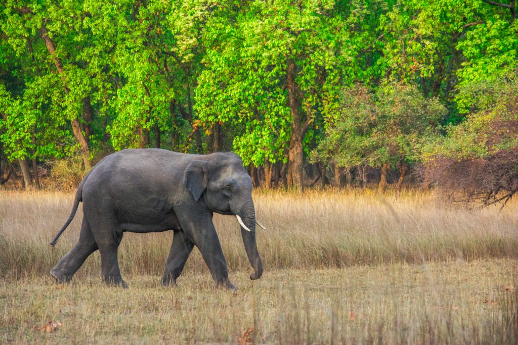 Elephants in India | Bandhavgarh National Park
