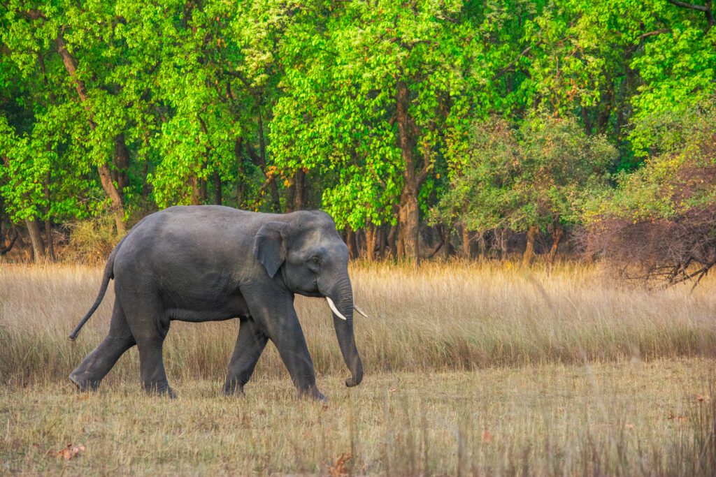 Elephants in India