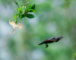 Purple sunbird
