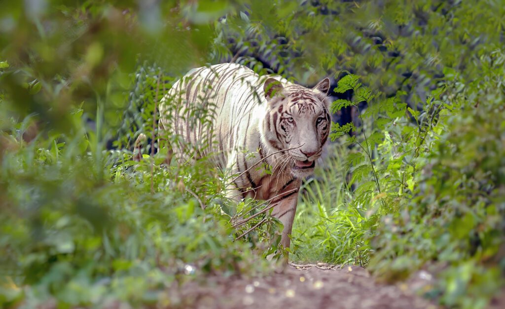 White tigers