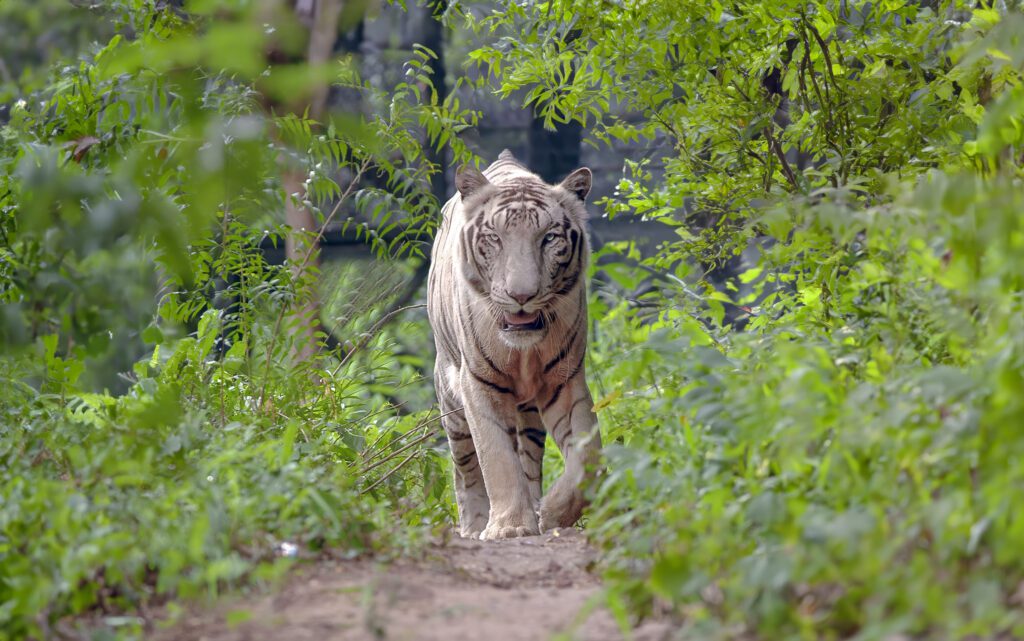 Genetic of white tigers