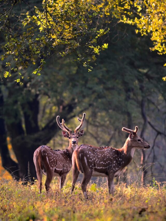 https://www.pugdundeesafaris.com/blog/wp-content/uploads/2023/09/cropped-Spotted-Deer.jpg