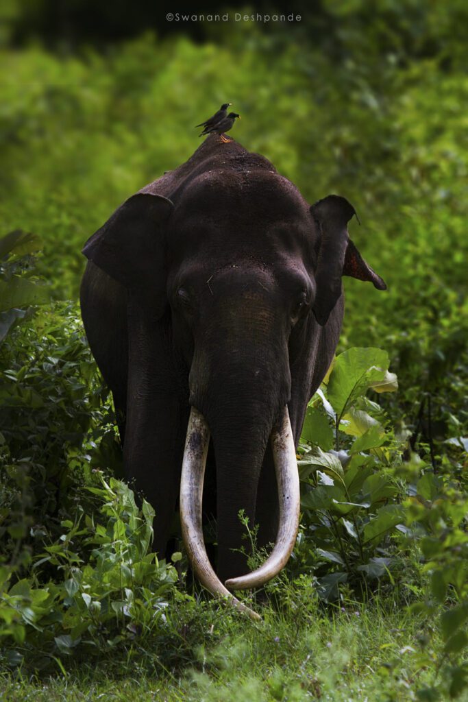 indian elephants