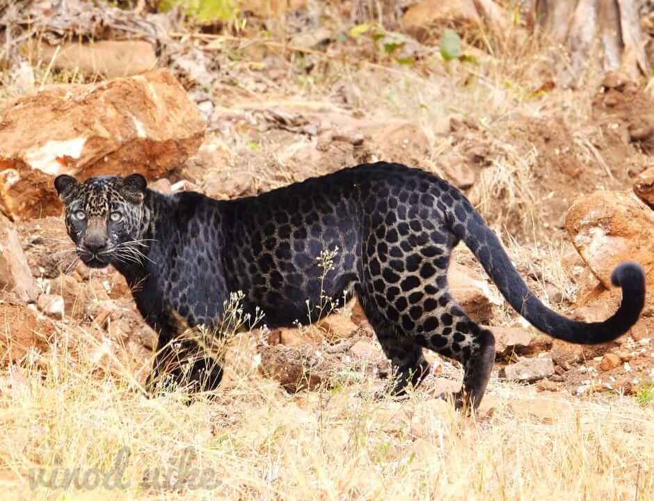 Black Leopards in India I Myths around Black Panther