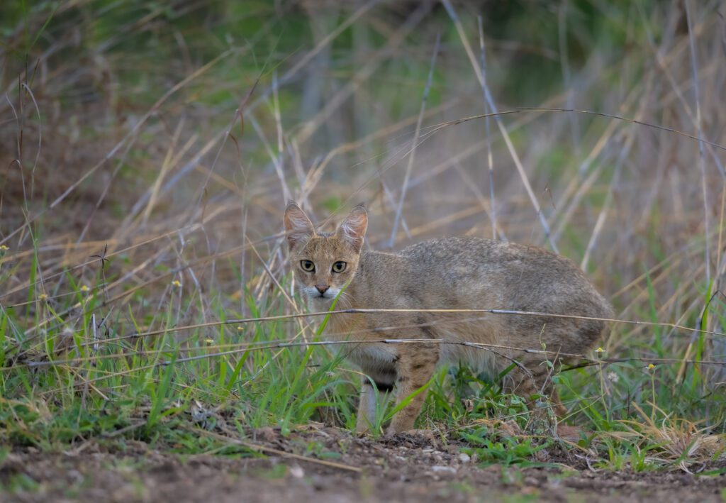 jungle cats