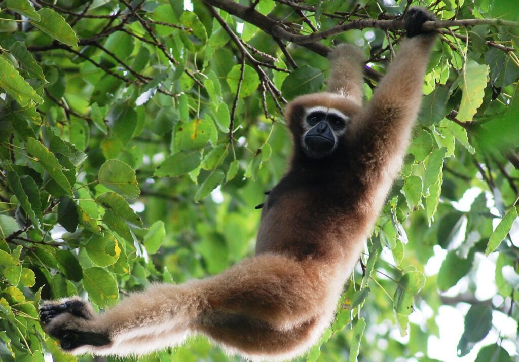 Gibbon-Hoolock Gibbon-Assam