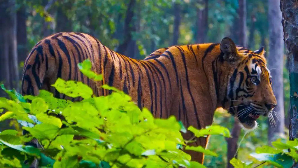 Royal Bengal Tiger (Panthera Tigris)