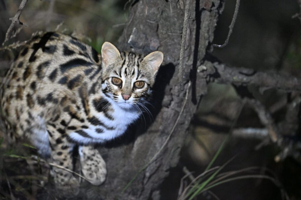 leopard cat