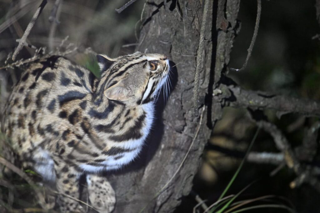 leopard cats