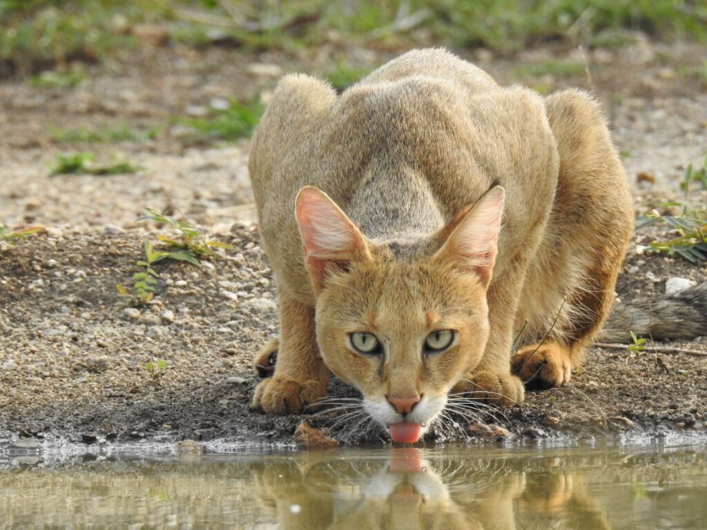 jungle cats of india