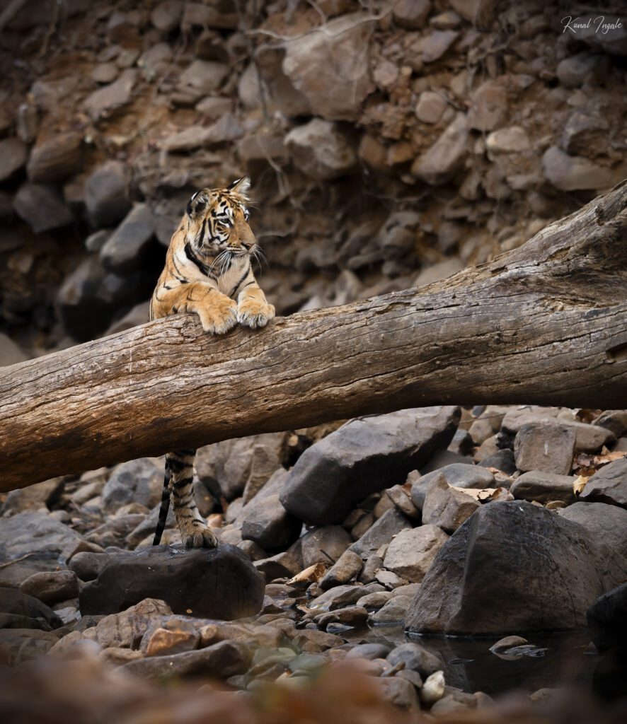 tiger cub-log