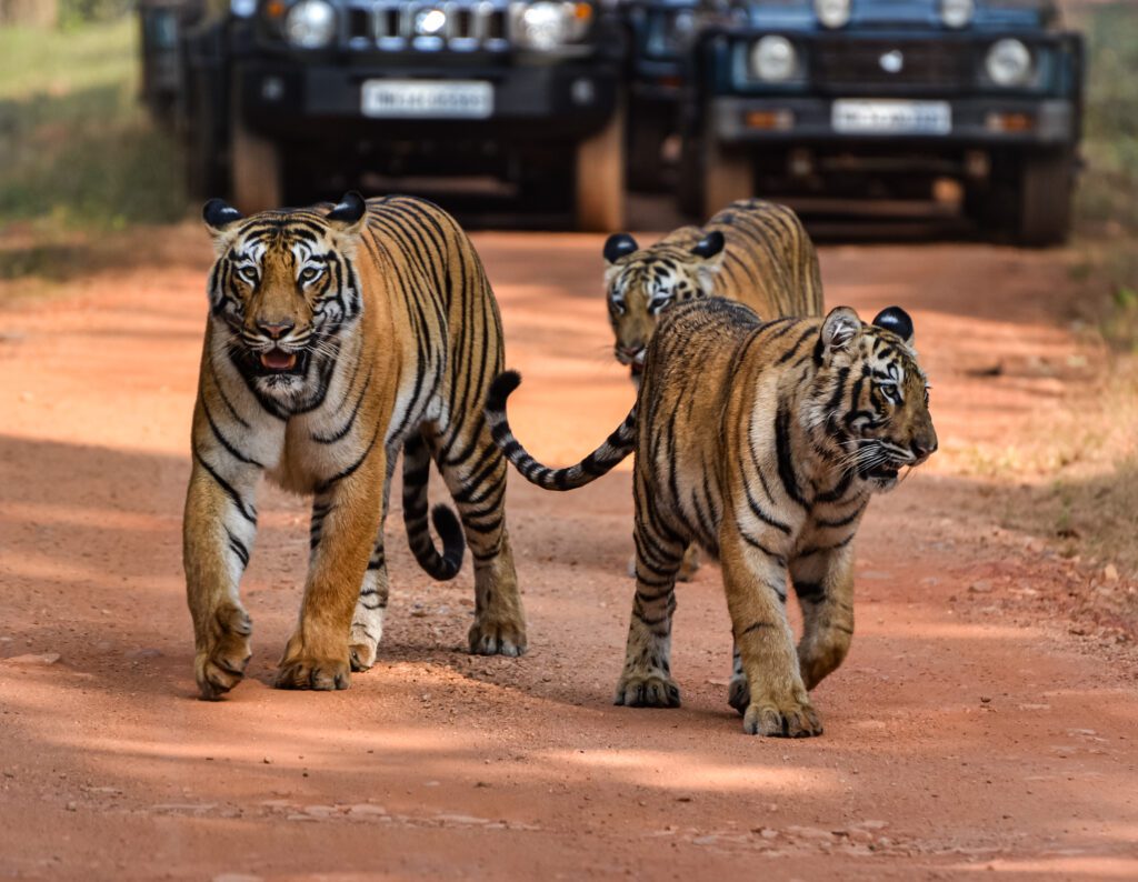 tiger cubs-safari jeeps-3cubs