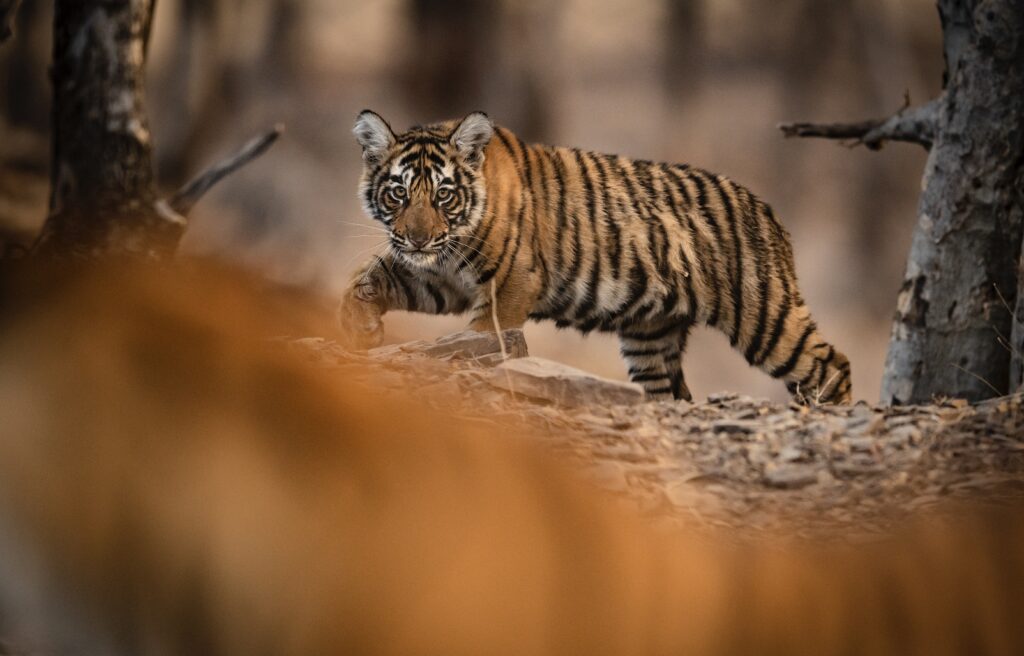 tiger cub-looking