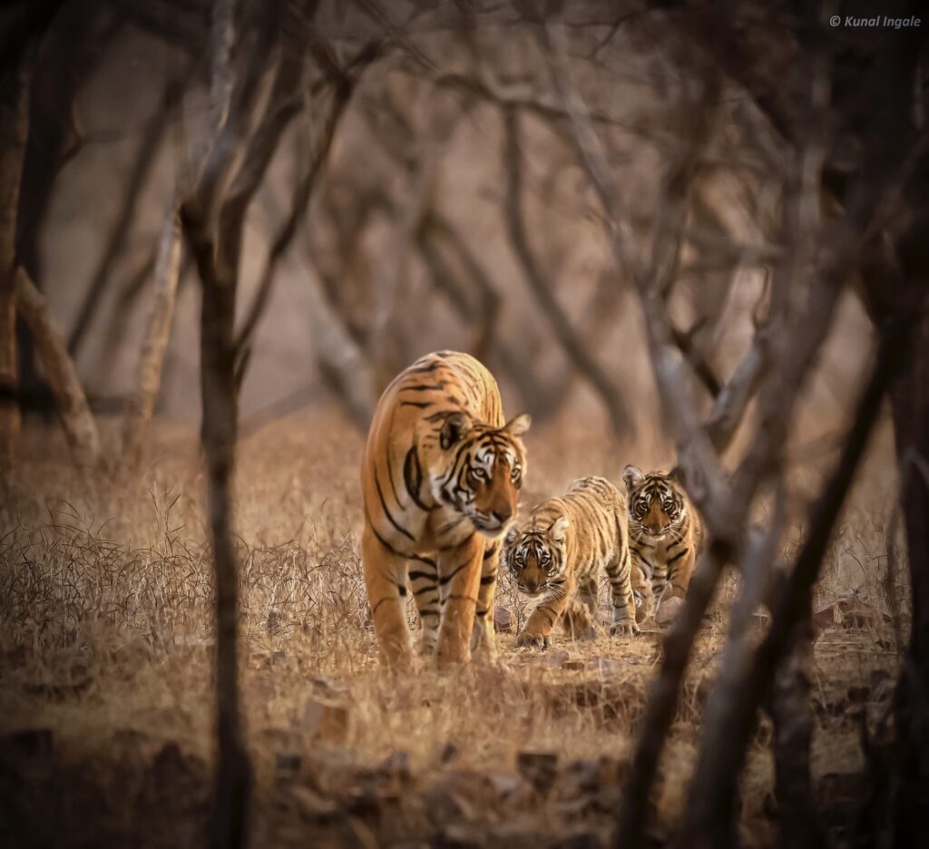 Tigress-cubs