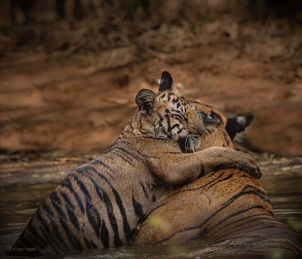 tigress-cub