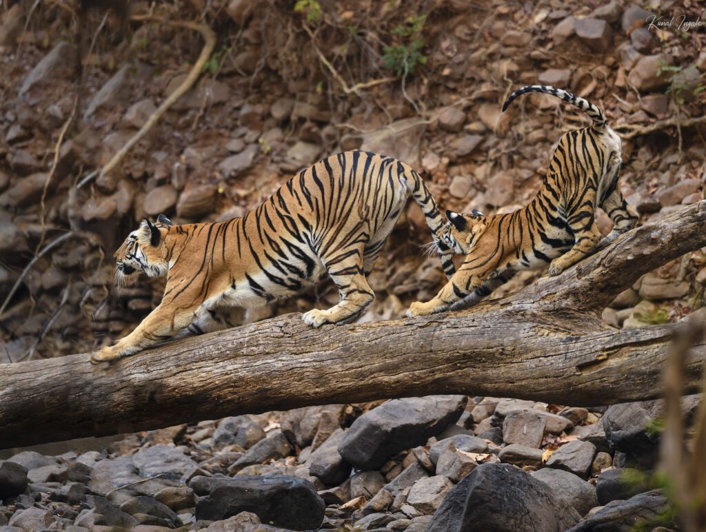 Cubs-playing