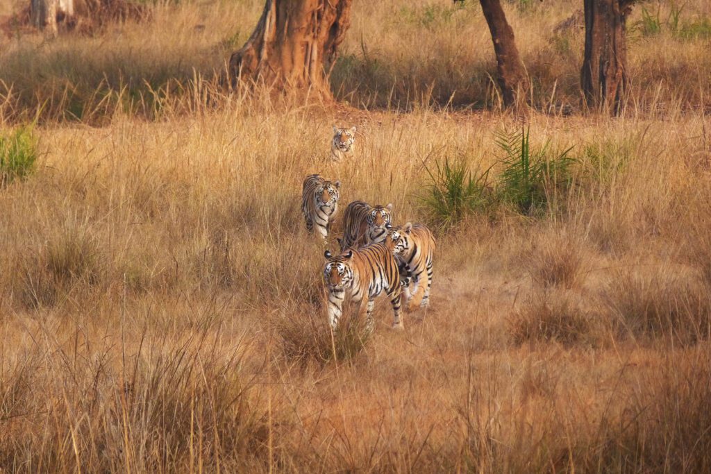 tigress-neelam-cubs