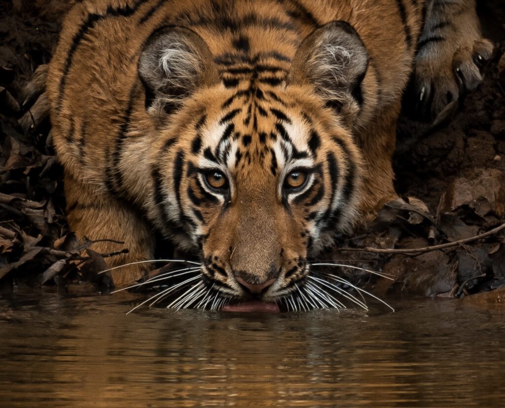 Tiger cub-drinking water