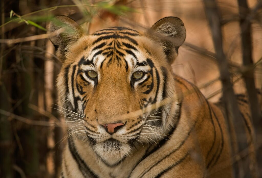 Top Places to see Tigers in India
