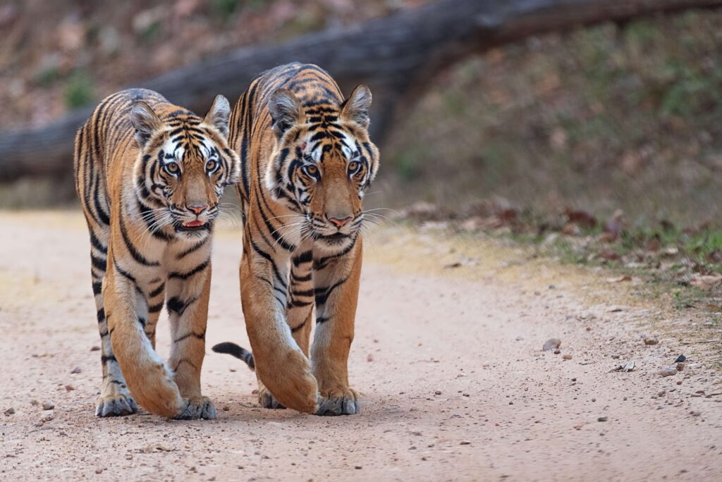 tigers in tadoba 