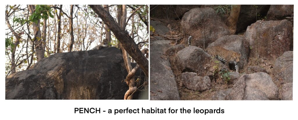 leopards of pench