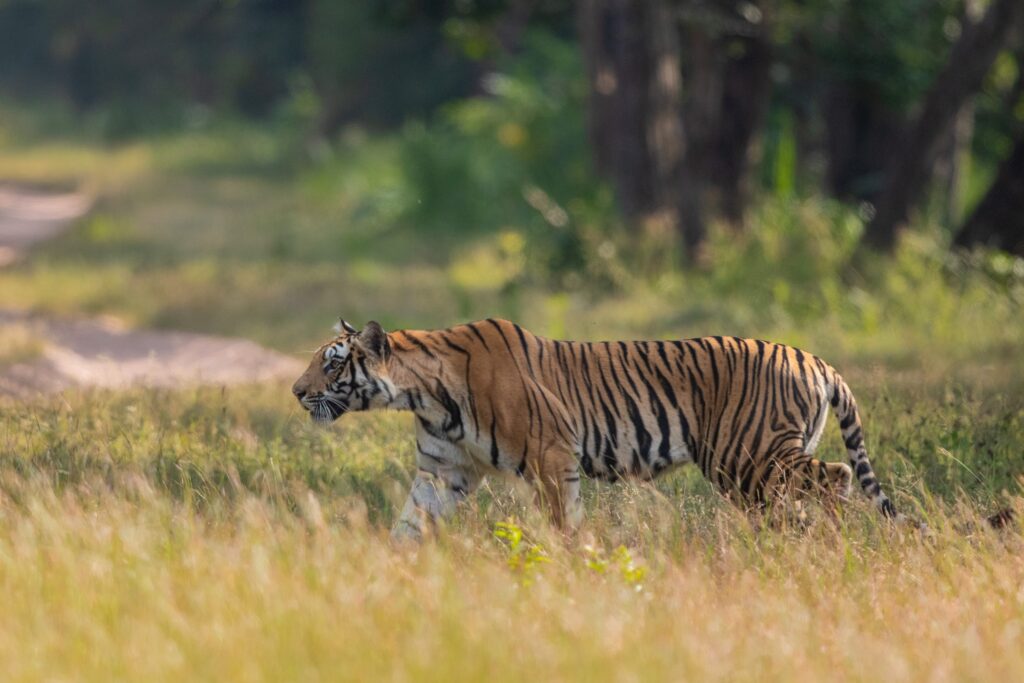 poem of tiger