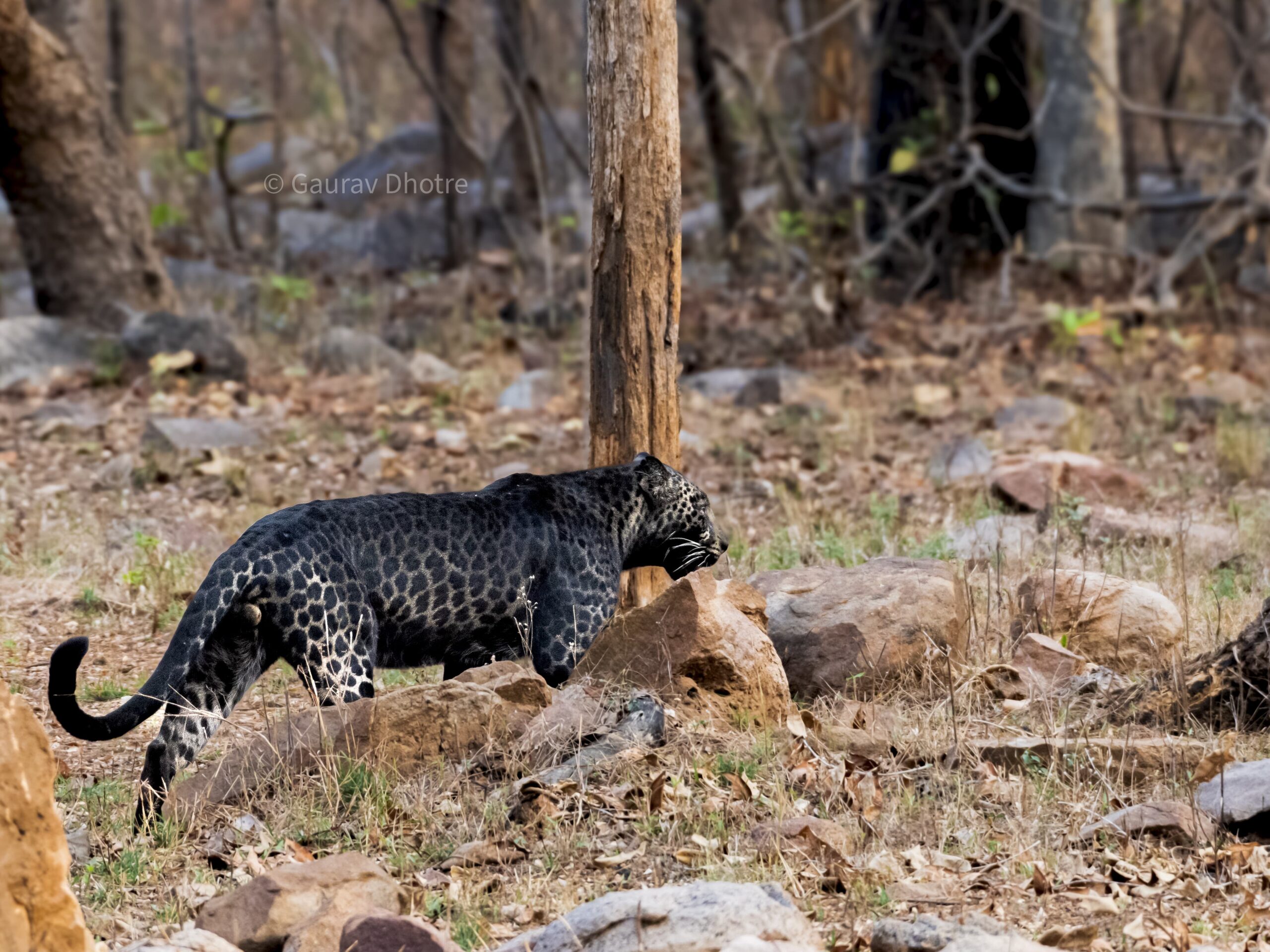 black leopards in pench