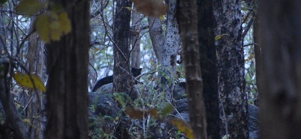 black leopard in pench national park