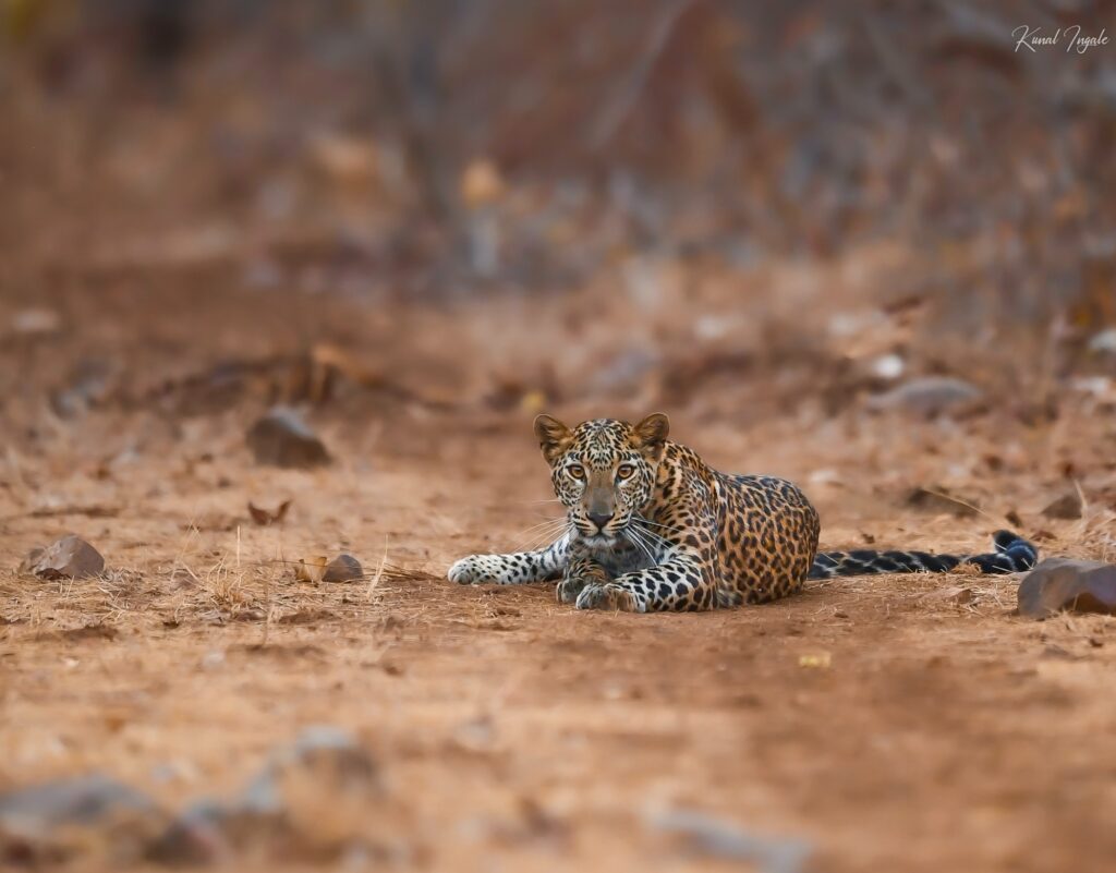 facts about leopards in india