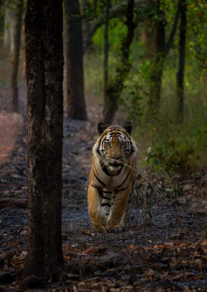 tigers of bandhavgarh