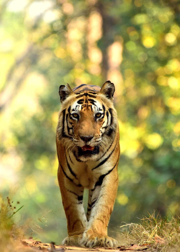top places to see tigers in india