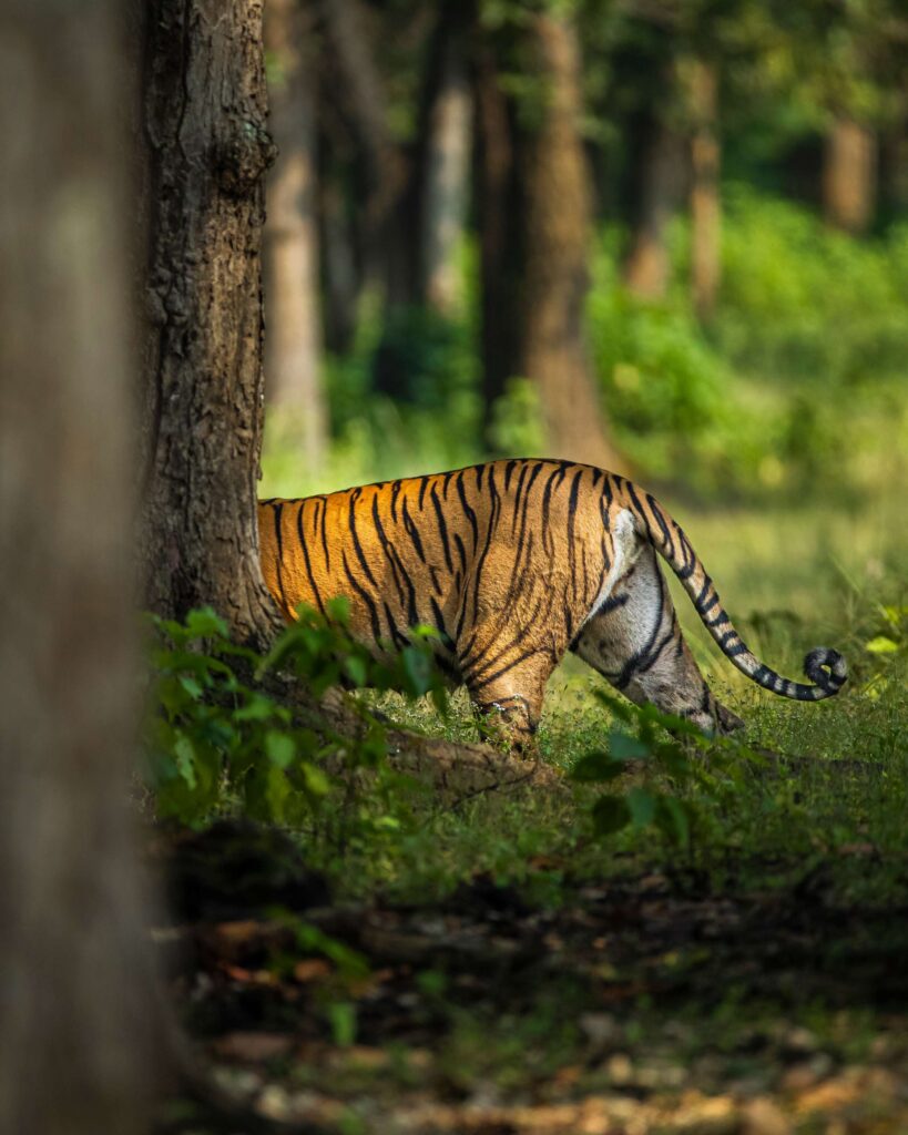 tigers of kanha