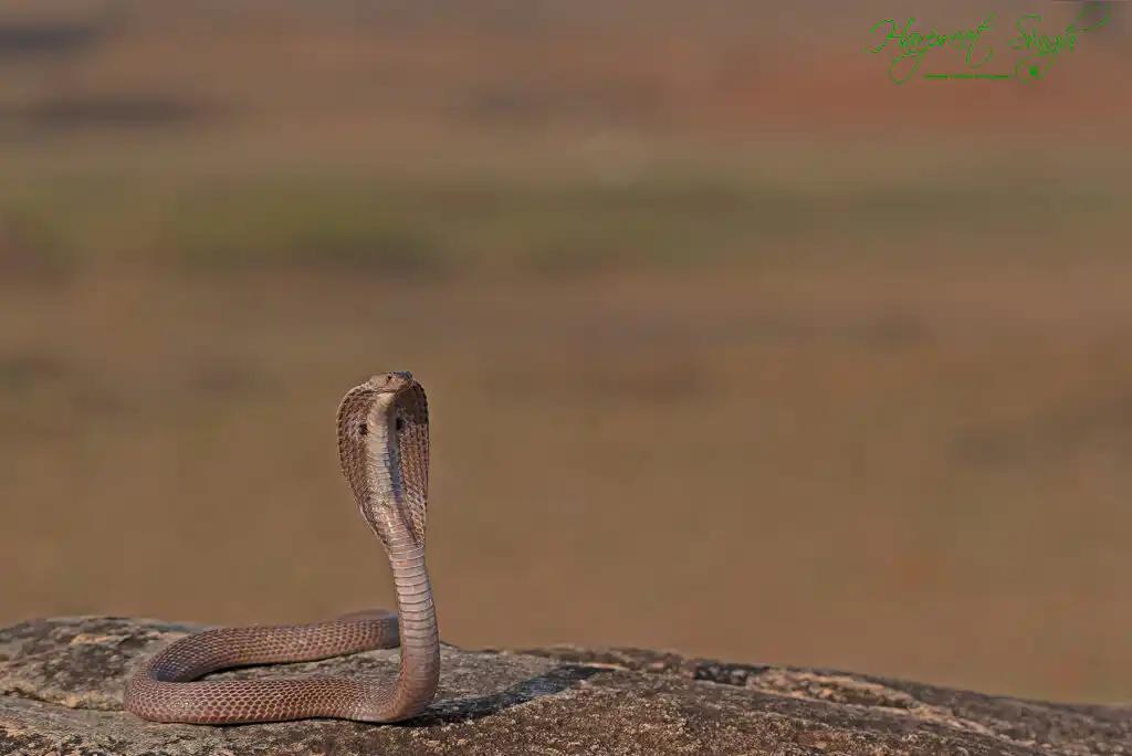 cobra on the rock