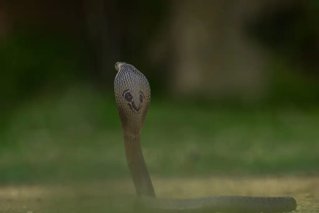cobra snake