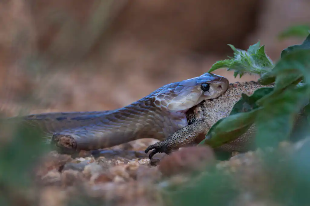 cobra eating frog