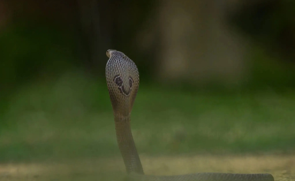 The back of a spectacled cobra's raised hood displaying the distinct spectacle mark.