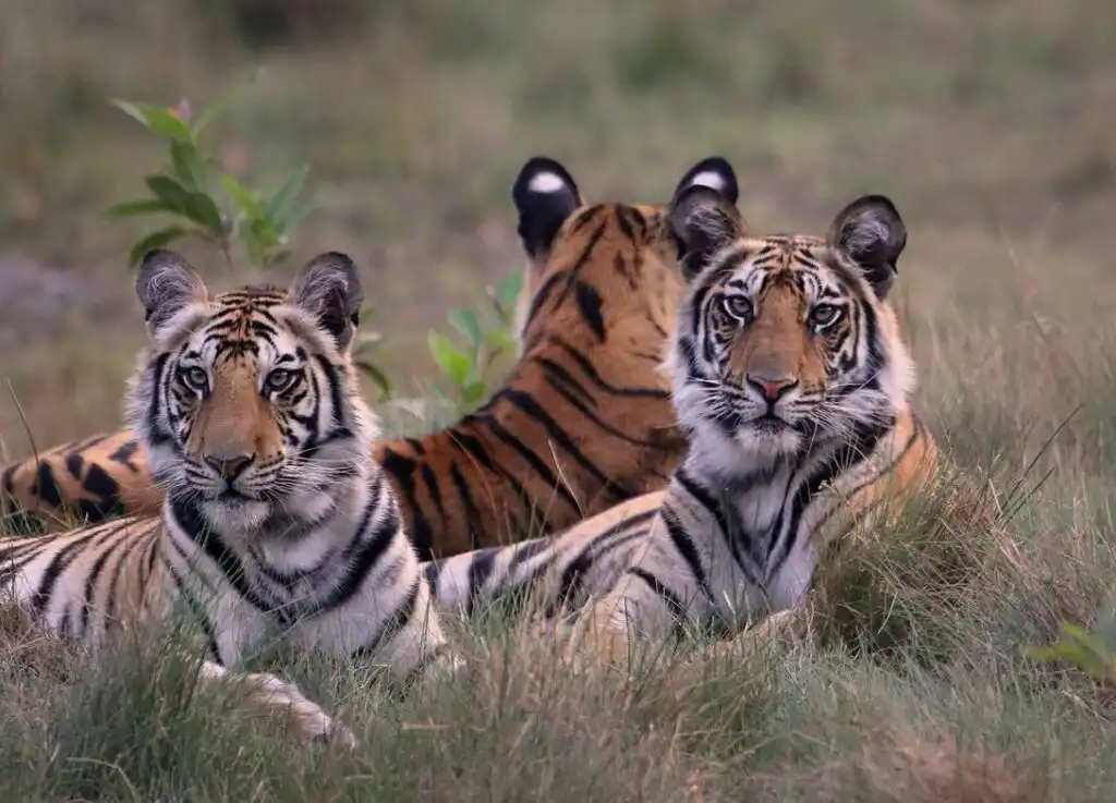 Ashish spotty_s cubs 15 may, 2017 - Bandhavgarh