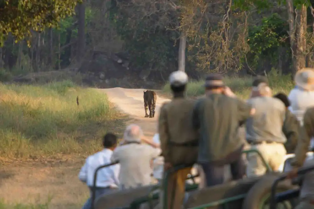 Best Places To See Tigers In India For An Ultimate Safari Experience