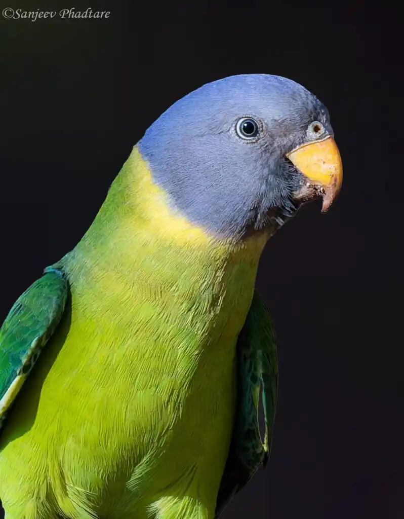 Gray-Headed Parakeet