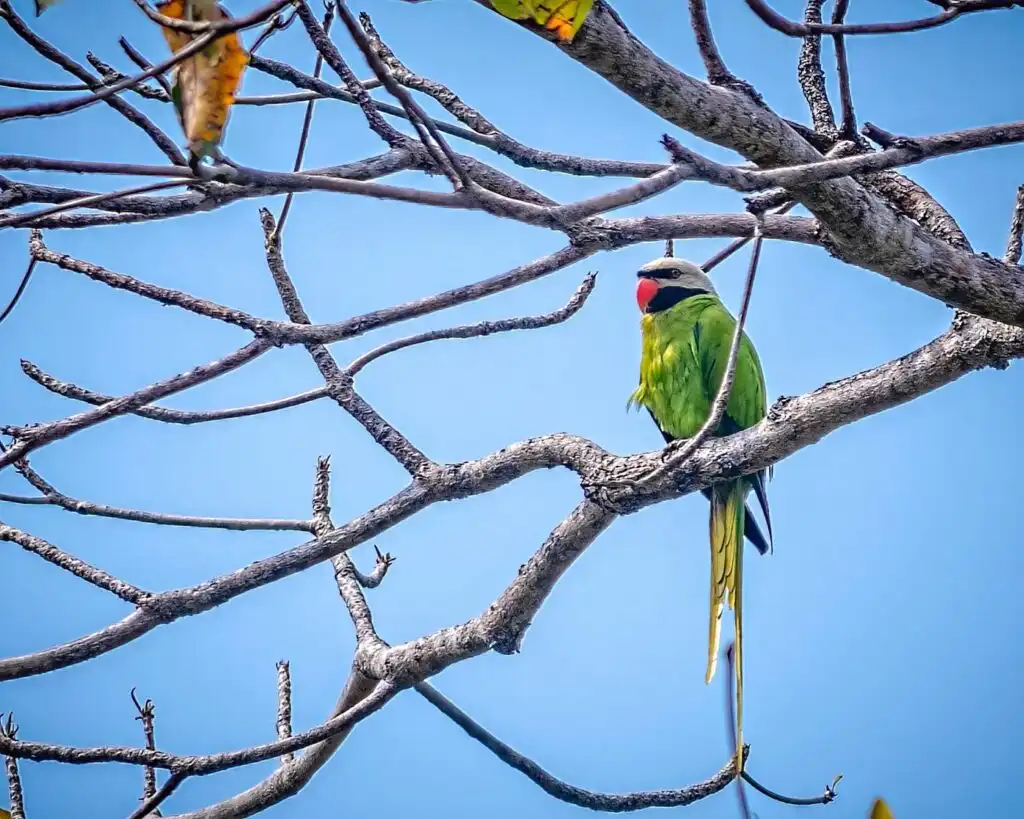 Nicobar Parakeet