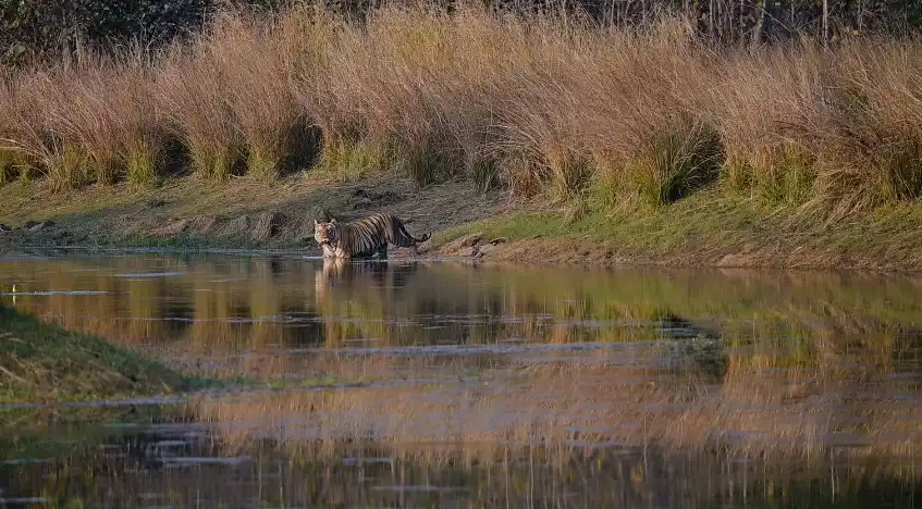 Can tigers swim?