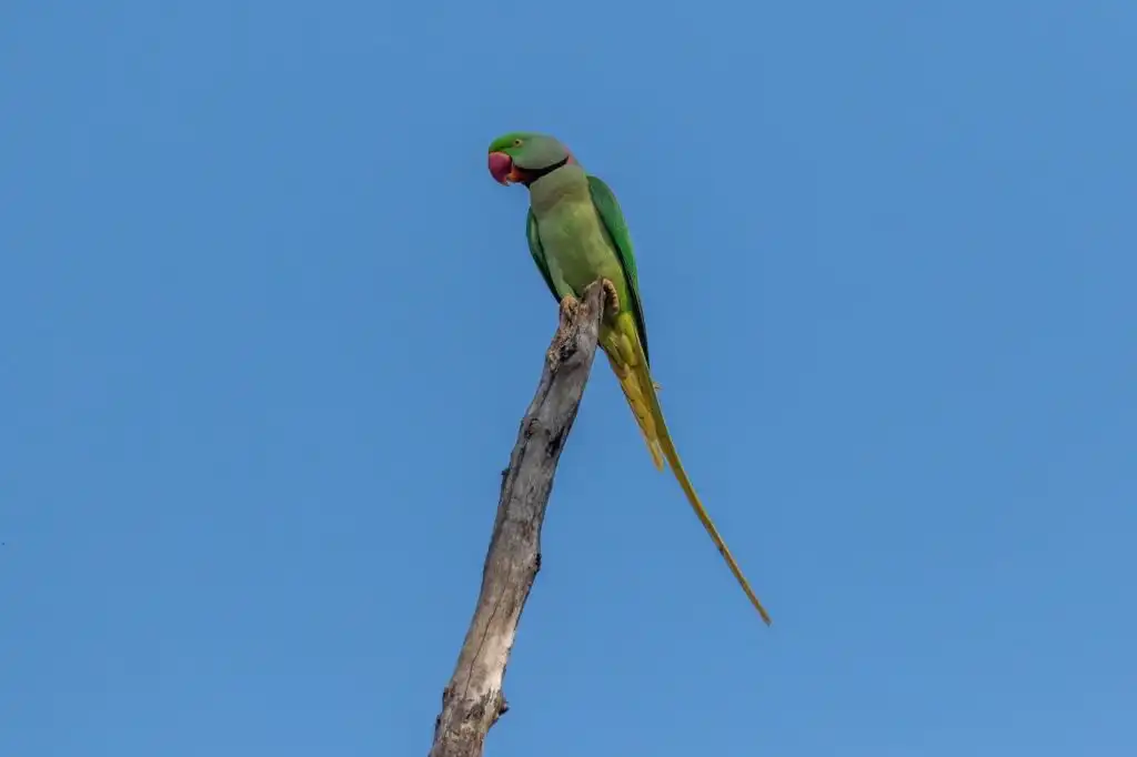 Alexandrine Parakeet