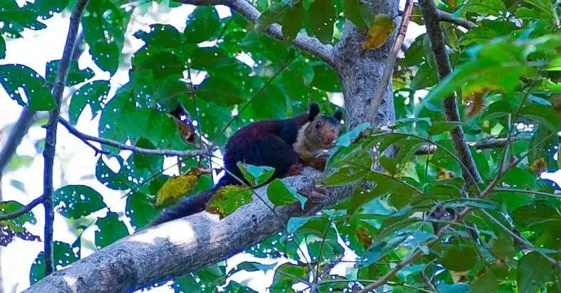 Indian Giant Squirrels