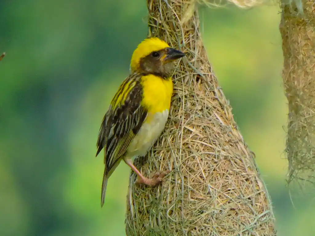 baya weaver birds