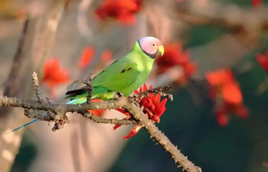 Blossom-Headed Parakeet
