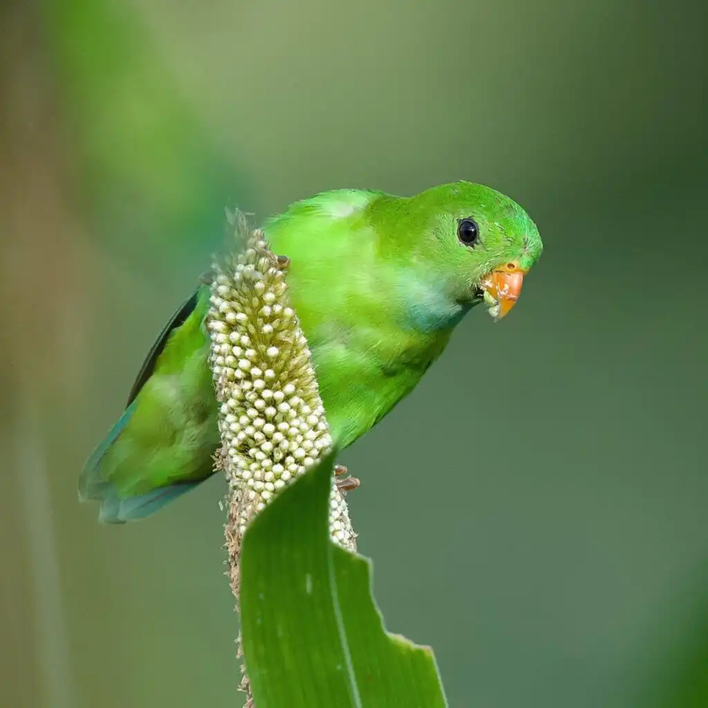 Vernal Hanging Parrot