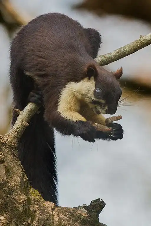 Malayan Giant Squirrel (Ratufa bicolor)