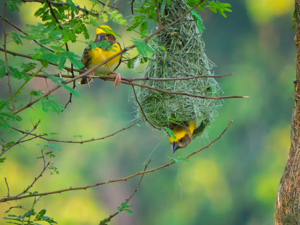 baya weaver birds colonies