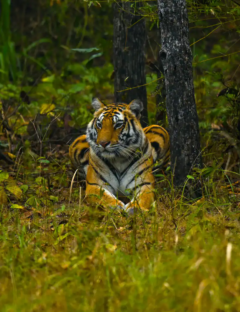 Tigers in India