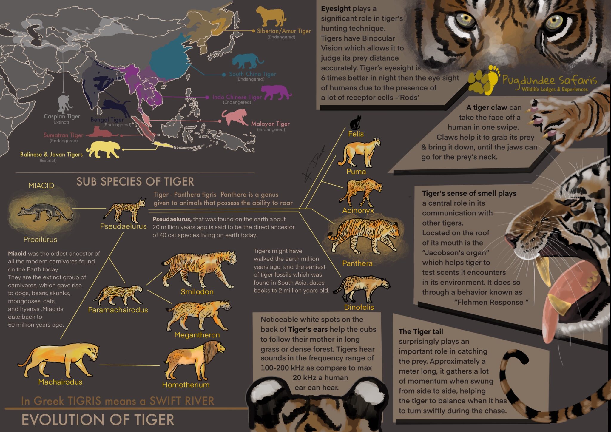 Uncover the Evolution of Tigers | Pugdundee Safaris